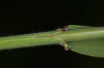 Hairy woodland brome